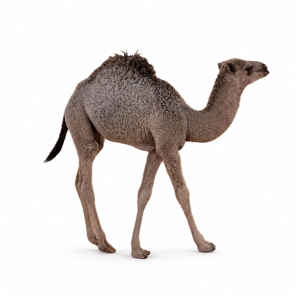 Small (Milk-Fed) Male Camel