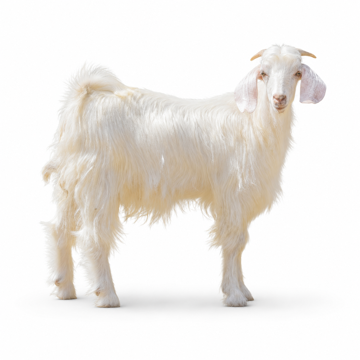 Local Male-Goat