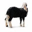 Najdi Sheep