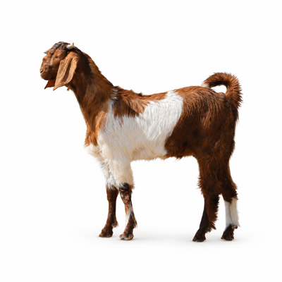 Kashmiri Male-Goat