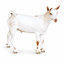Somali Male-Goat