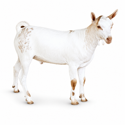 Somali Male-Goat