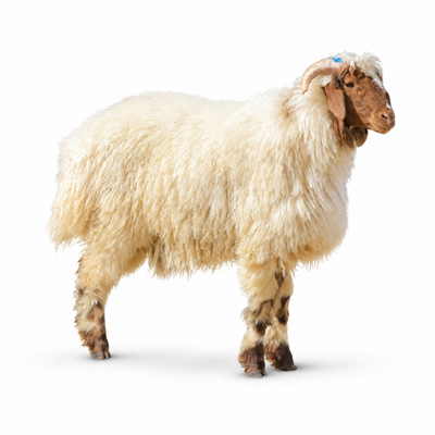 Jaziry Sheep