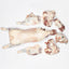 Naimi Sheep